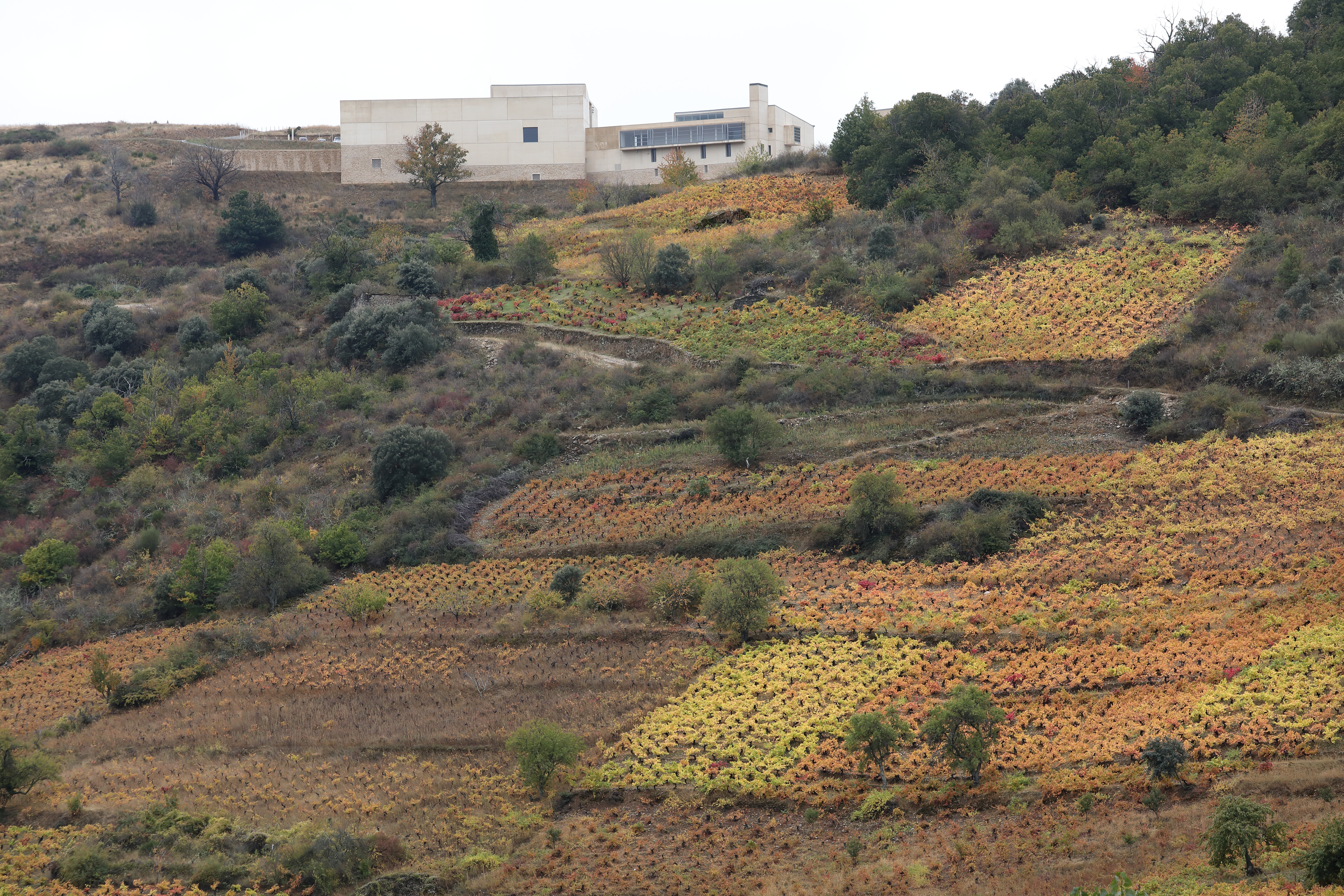 Descendientes Bierzo - Rare Wine Co.