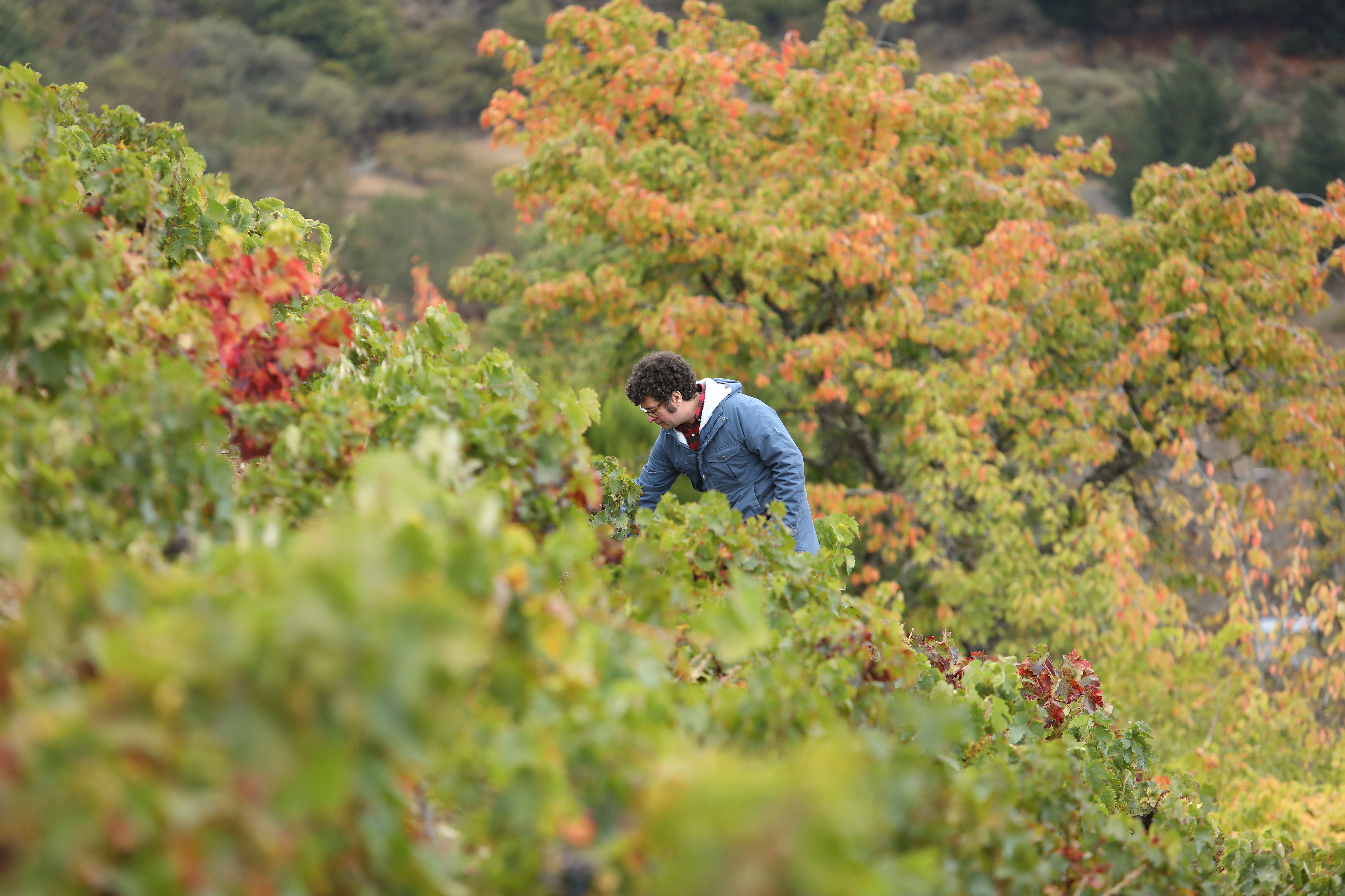 Descendientes Bierzo - Rare Wine Co.